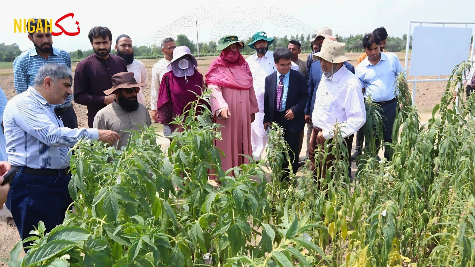 nigah kisan Chinese Urea farmer