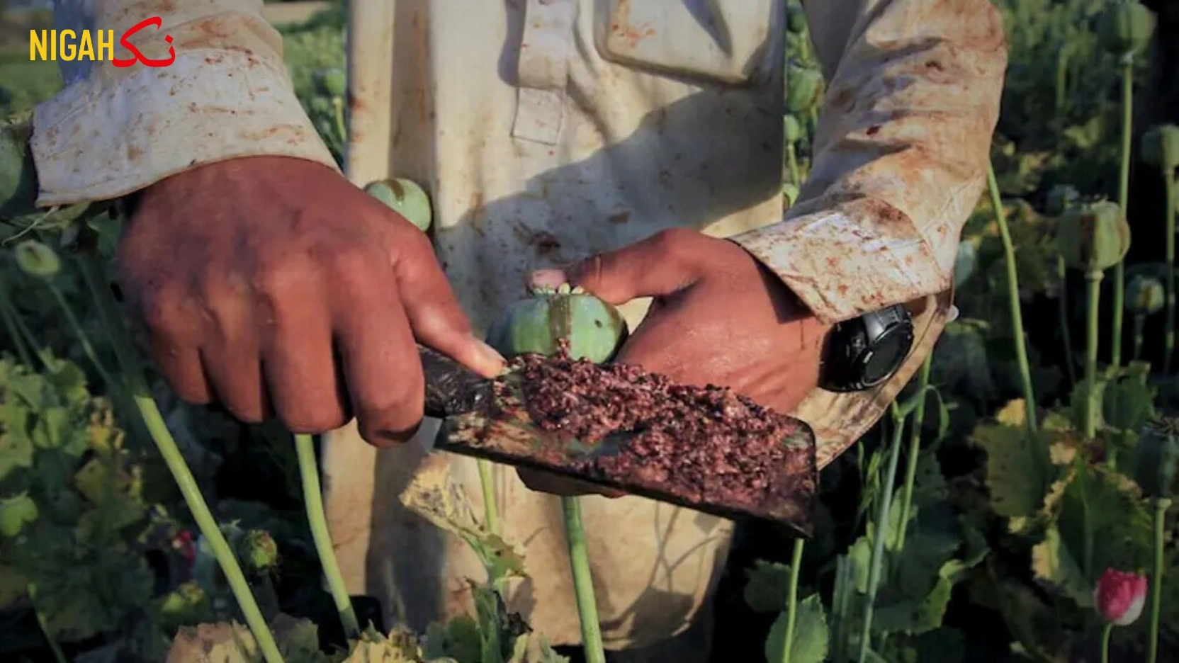 اً 80 فیصد افغانستان سے آیا۔ اندازاً چھ ہزار دو سو ٹن افیون، دو لاکھ سے زیادہ ہیک