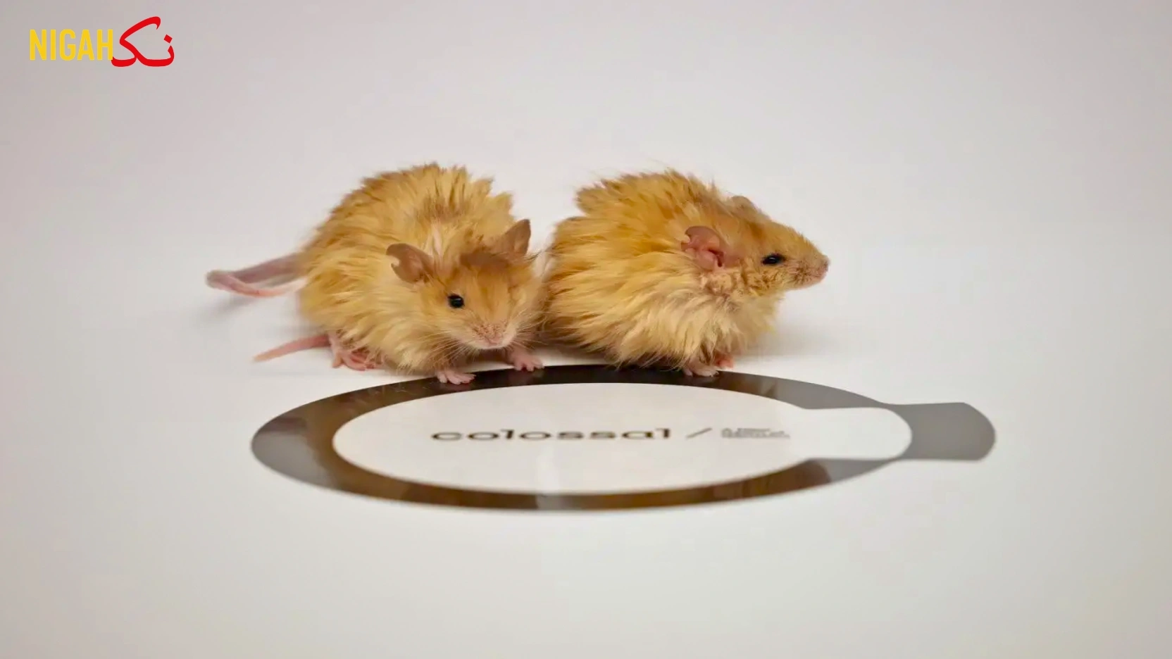 چینی کمپنی کا انقلابی اینٹی ایجنگ گولی کا تجربہ کامیاب nigah